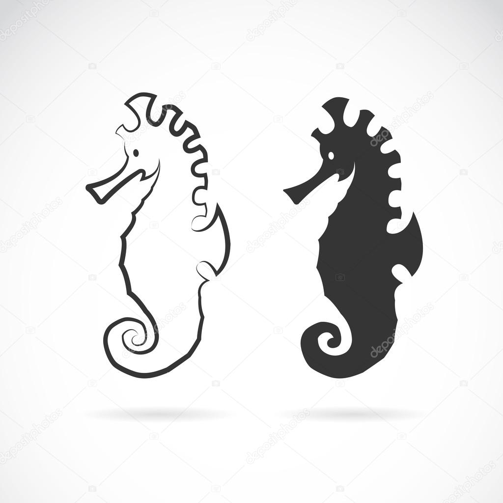 Vector image of an sea horse on white background