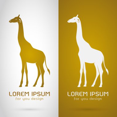 vektör görüntü bir zürafa tasarım beyaz arka plan ve browni
