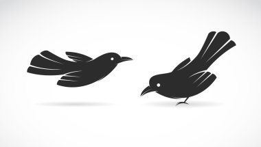 Vector image of an bird on white background clipart