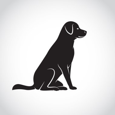 Beyaz arkaplanda bir köpek labradorunun vektör görüntüsü