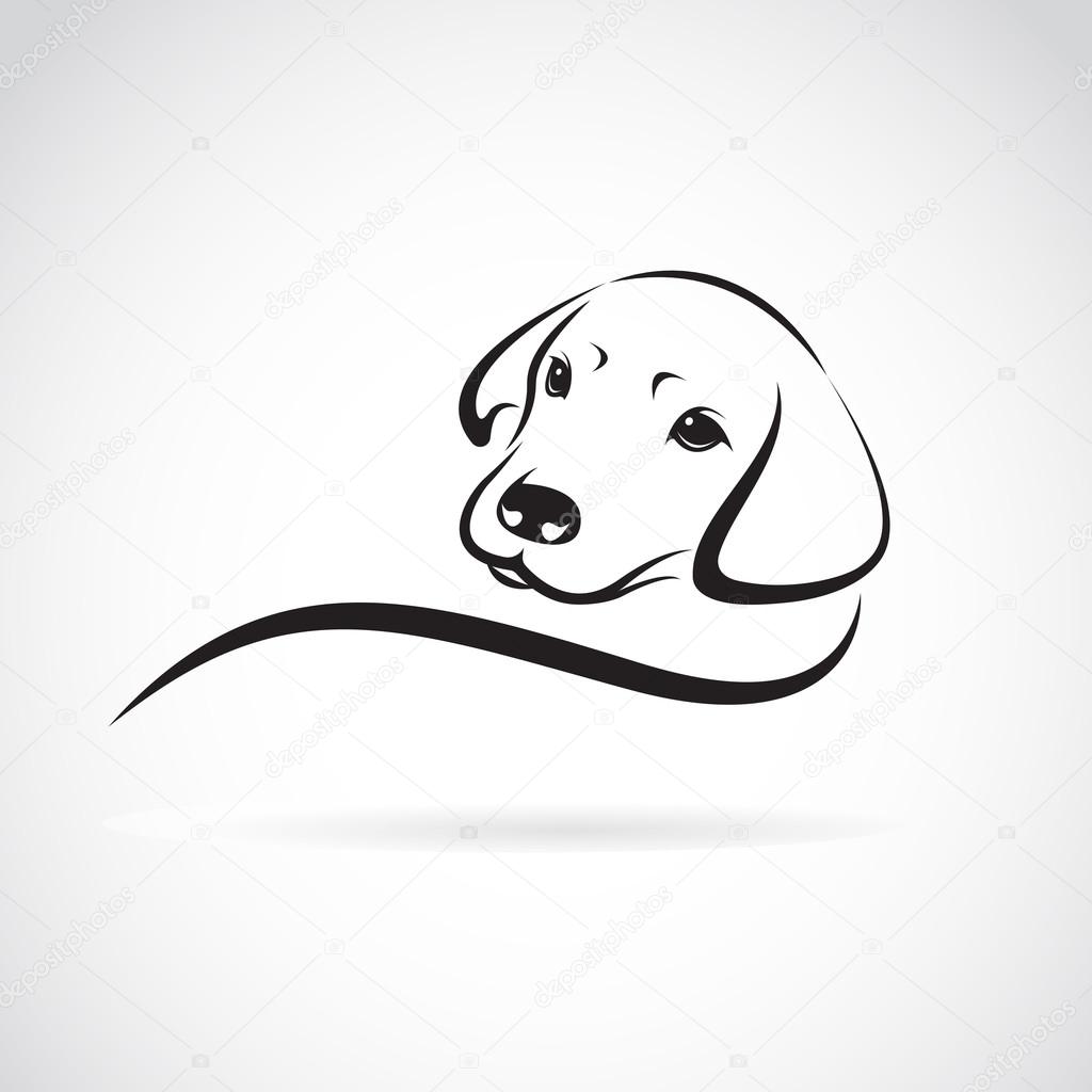 Vector image of an dog labrador on white background