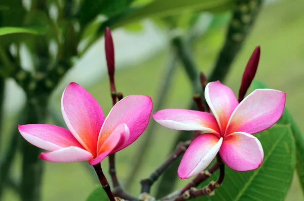 Rama de flores tropicales frangipani (plumeria) de Tailandia — Foto de Stock