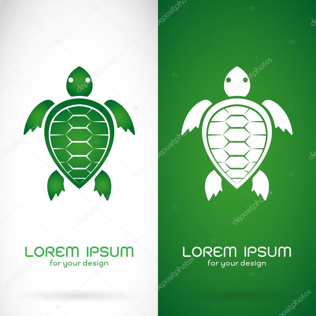 Vector image of an turtle design on white background and green b