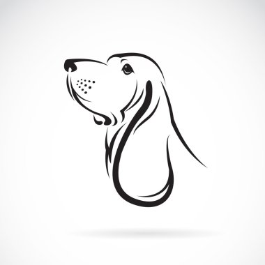 Vector image of a basset hound head on white background clipart