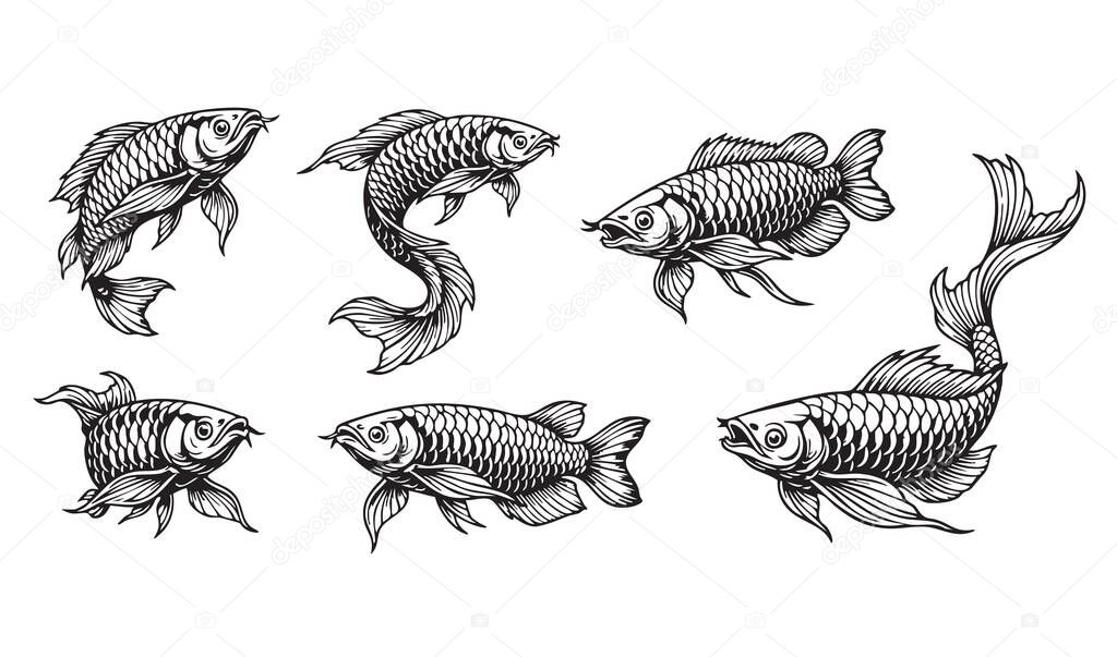 Detailed vector set of Arowana or Dragonfish in various swimming poses, illustrated in a classic black and white woodcut or engraving style. Fish.