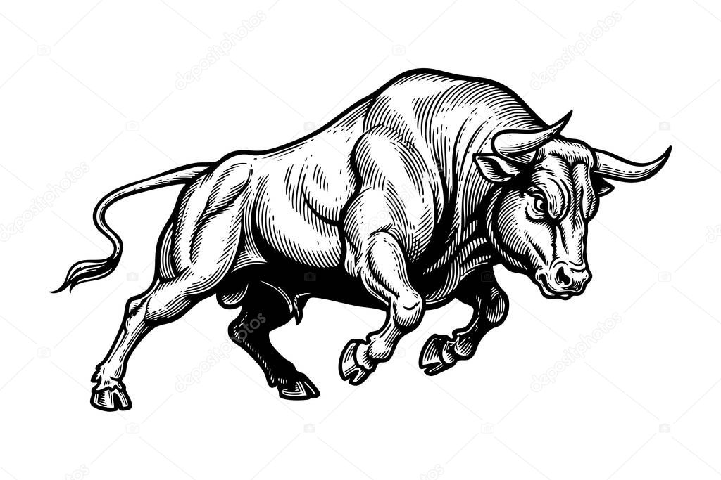 Vectpr of dynamic and muscular bull in an aggressive charging stance, rendered in a detailed black and white vintage woodcut or engraving style.