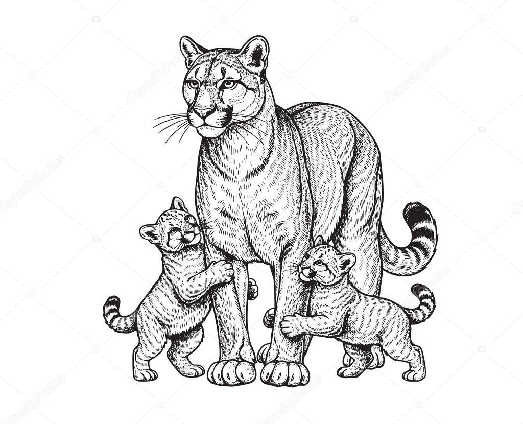 Vector of detailed black and white engraving style illustration of a protective cougar or mountain lion with two playful cubs. Wild Animals.