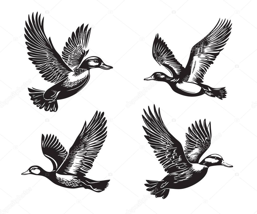 Vector of set of four ducks in flight with wings spread, illustrated in a dramatic black and white woodcut or engraving style.