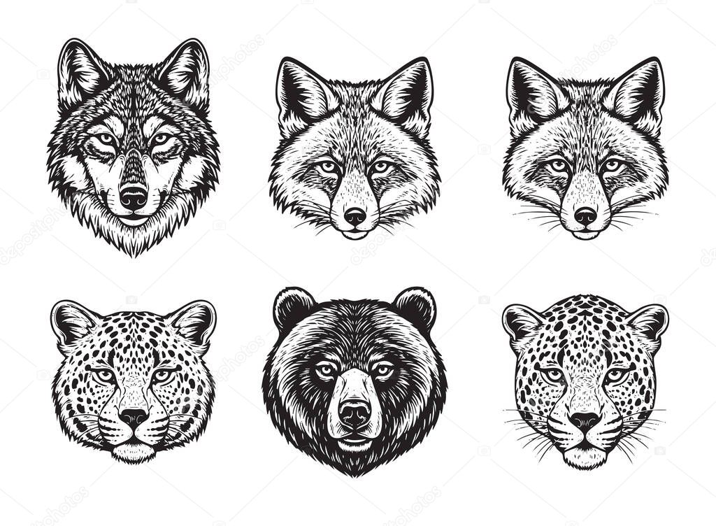 Vector of set of detailed black and white portraits of wild animal faces: wolf, fox, bear, and leopards, in a woodcut style. Wild Animal.