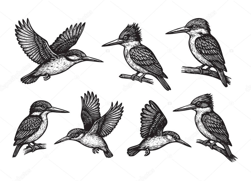 Detailed vector collection of Kingfisher birds in various flying and perching poses, illustrated in a classic black and white engraving style. Birds.