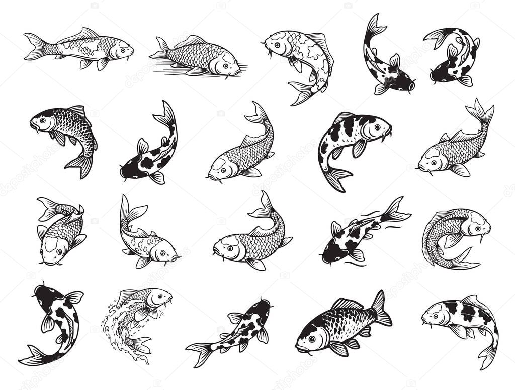 Extensive collection of Koi fish vevtor of illustrations in various swimming and jumping poses, in a black and white line-art style. Pet.