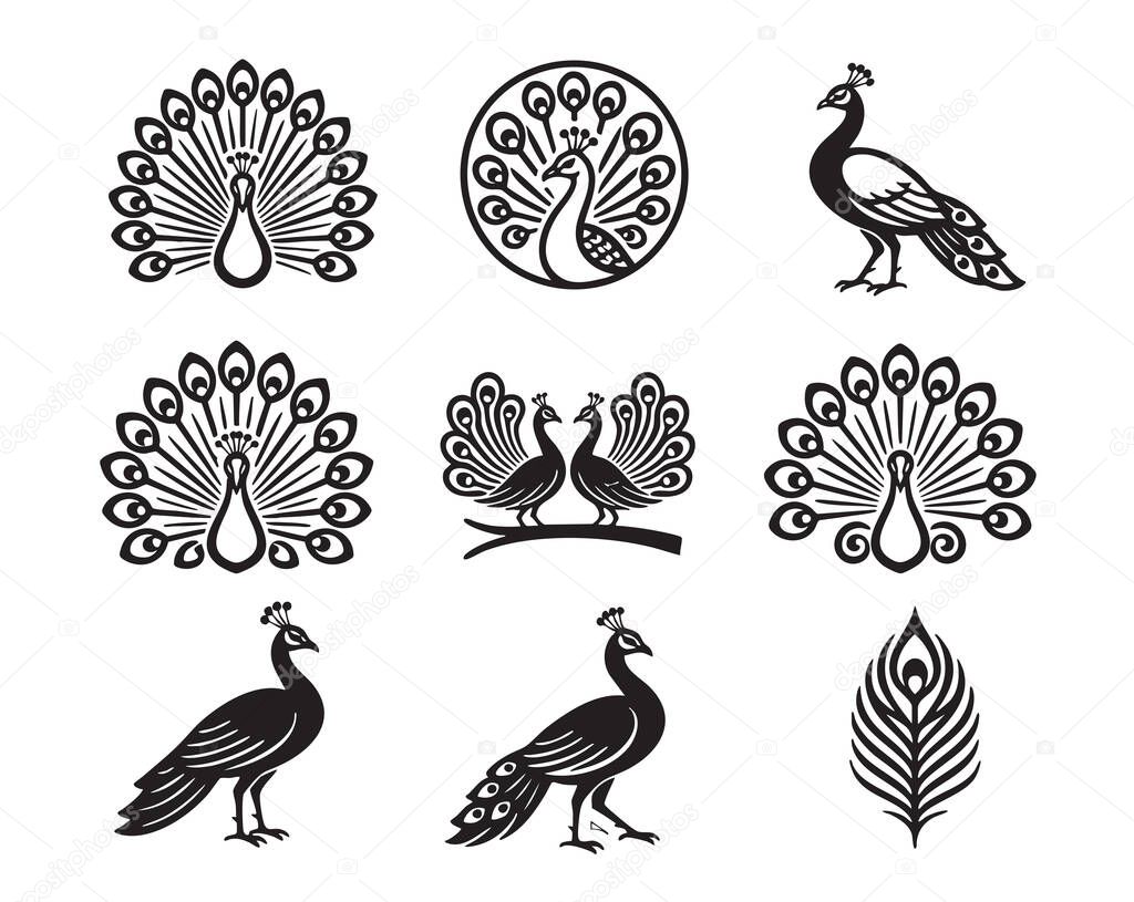 Elegant collection of peacock vector illustrations and feathers, displaying their tail feathers in various stylistic poses. Birds.
