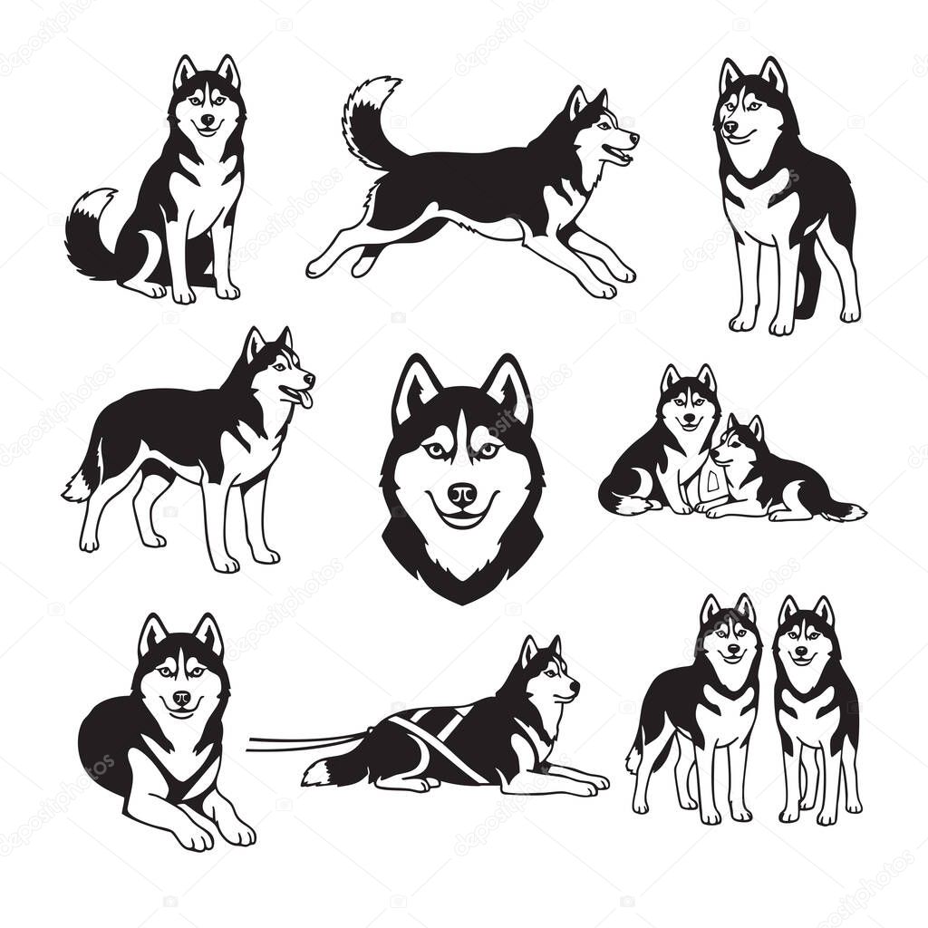 Vector of set of friendly black and white Siberian Husky dog illustrations in various poses, including running and pulling a sled harness. Pet.