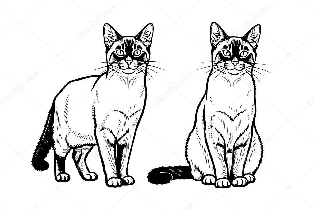 Detailed vector illustrations of a traditional Thai Wichianmat, Siamese cat, in sitting and standing poses. Pet.