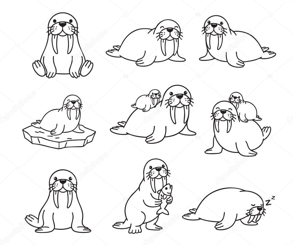 Vector set of cute, simple line-art walrus characters in various poses sitting, sleeping, and with a pup or fish.