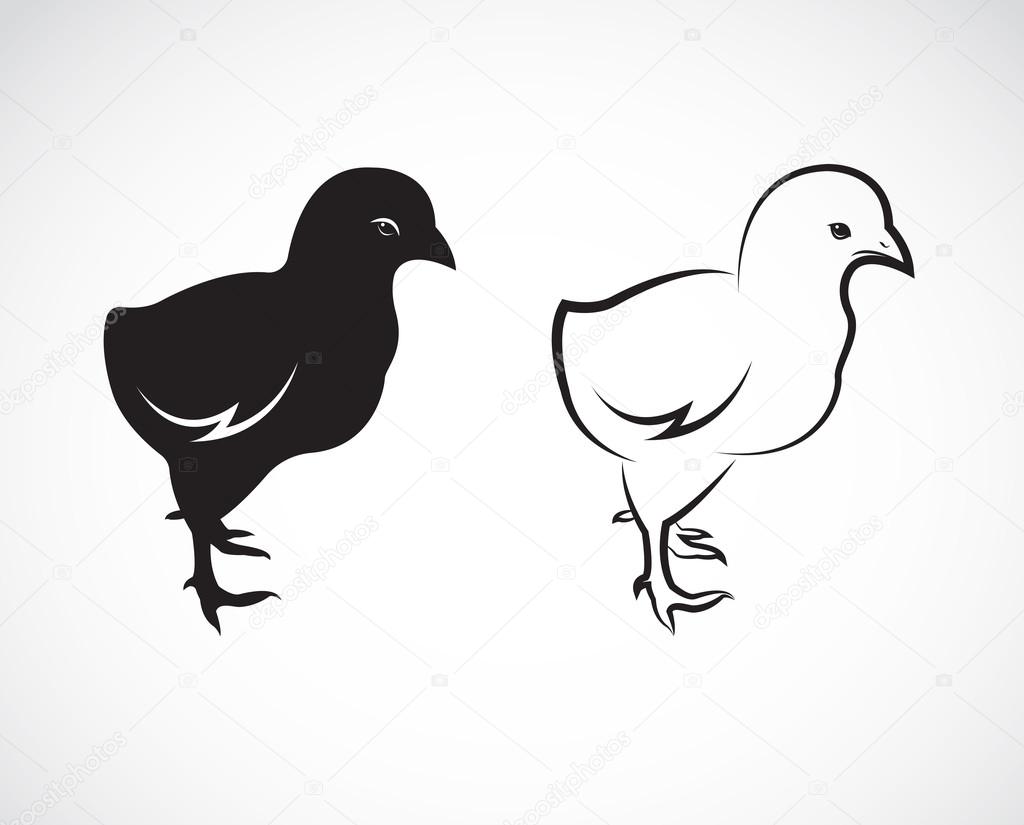 Vector image of an chick design on white background
