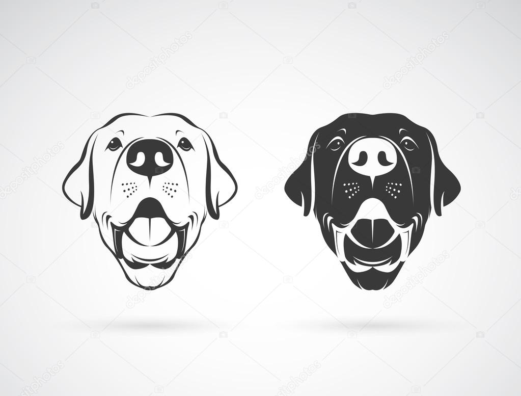 Vector image of an dog labrador head on white background