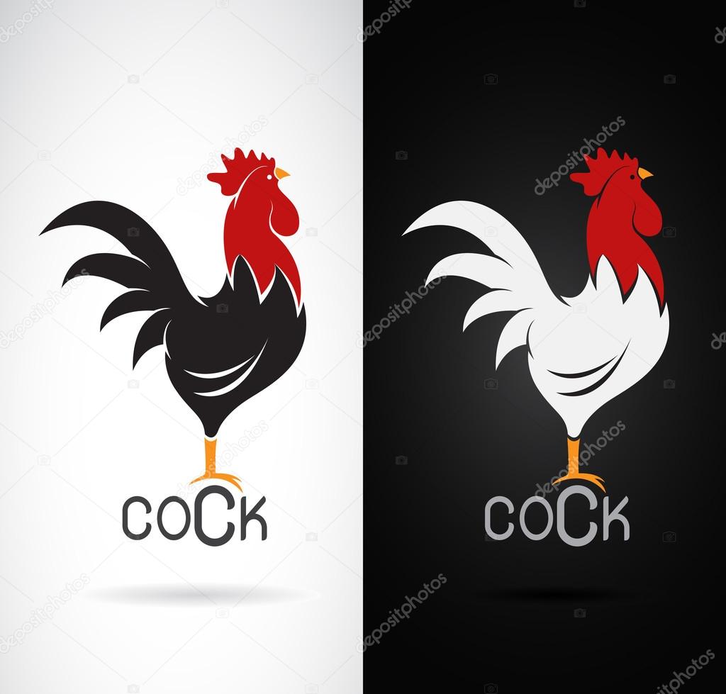 Vector image of an cock design on white background and black bac