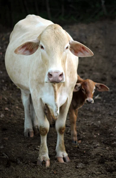 Cow and calf are staring — Stock Photo, Image
