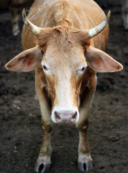 Bakıyorsun inek — Stok fotoğraf