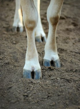 The legs of a cow standing on the ground. clipart