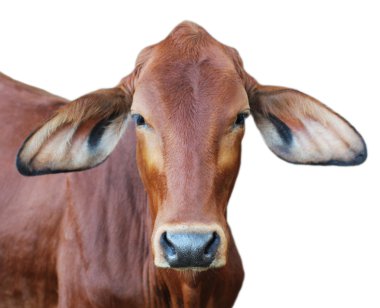 Image of red cow isolated on white background. clipart