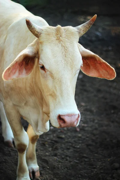 Bild von einer Kuh und einem Kalb — Stockfoto