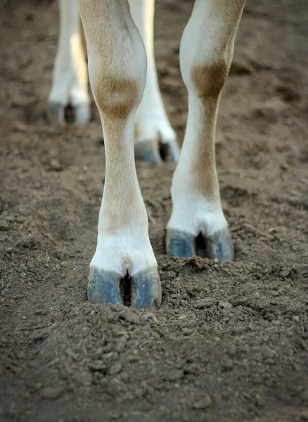 The legs of a cow standing on the ground. — Stock Photo, Image