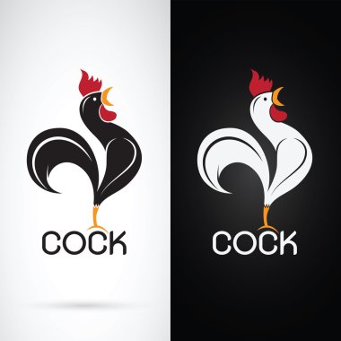 Vector image of a cock design on white background and black back