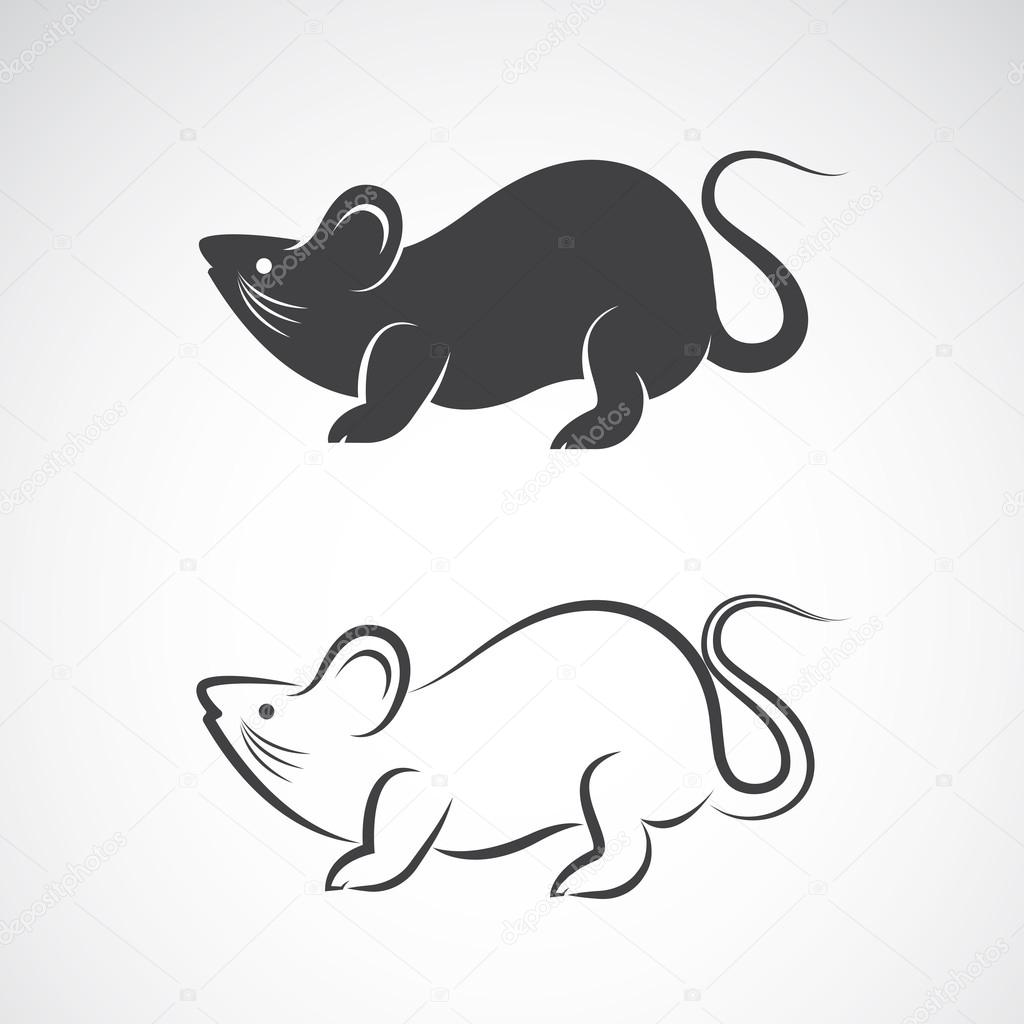 Vector image of an rat design on white background