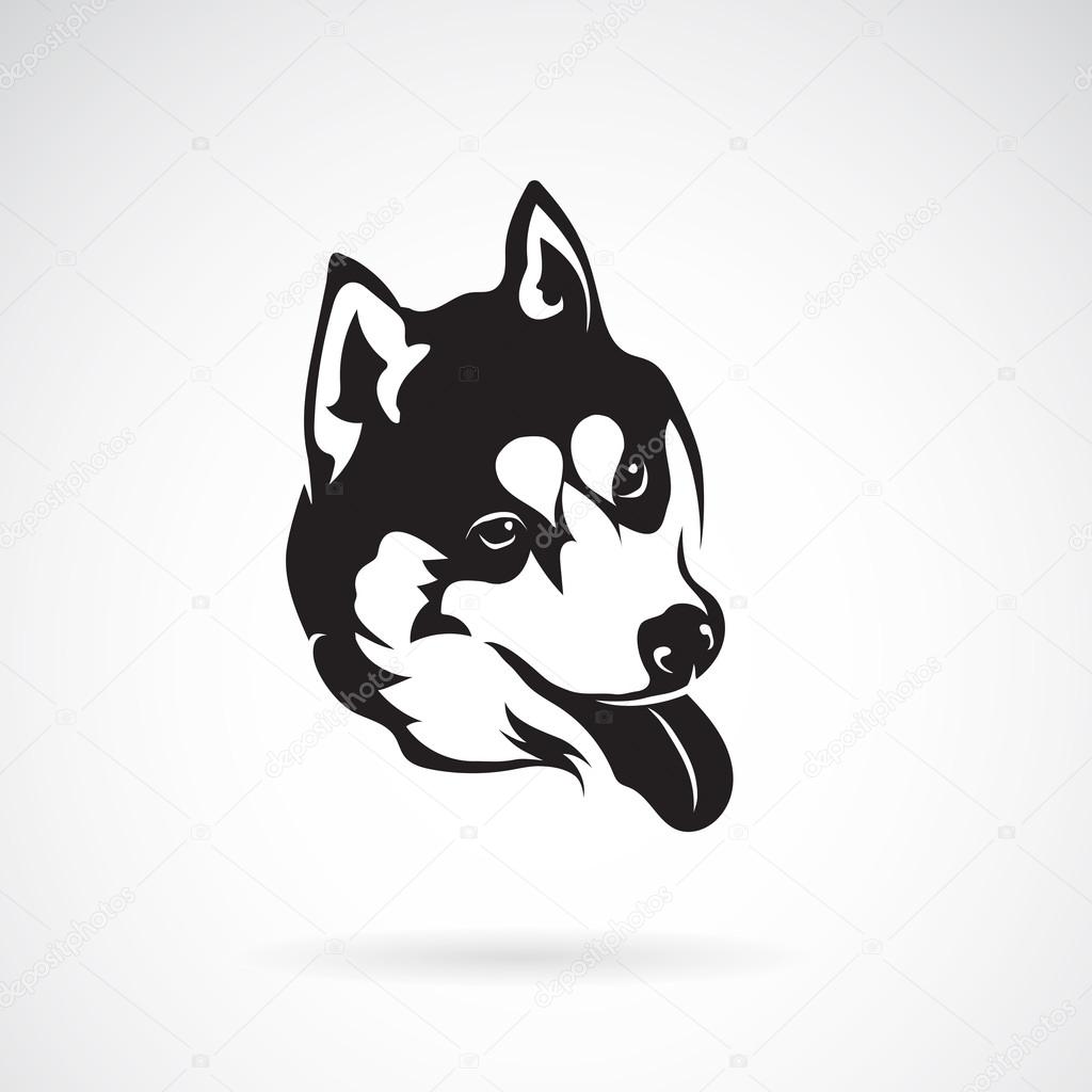 Vector image of a dog siberian husky on white background