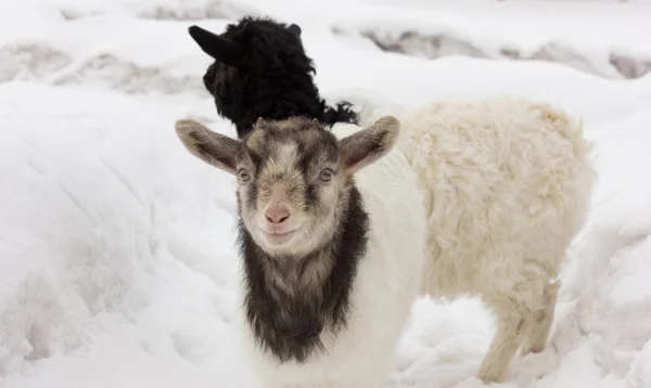 Cute goat kid looking ahead — Stock Photo, Image