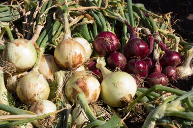 Kırmızı ve sarı soğan hasat