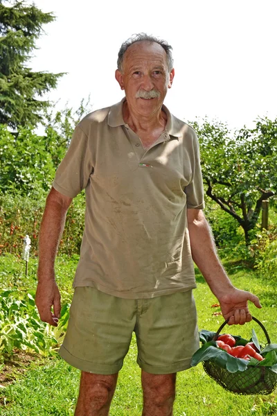 Landwirt sammelt Tomatenernte vom Baum — Stockfoto