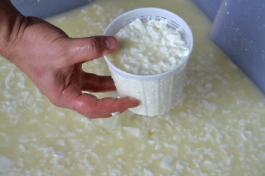 peynir üretim süreci