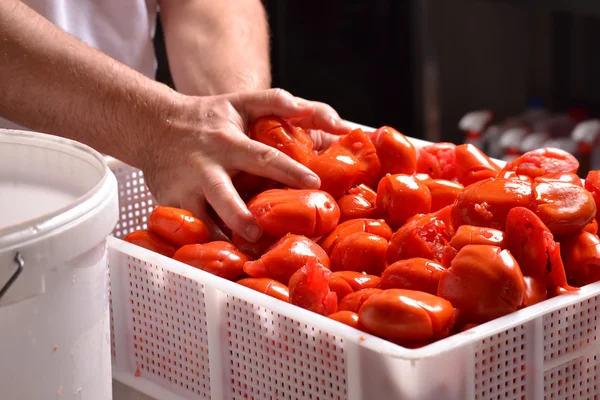 Koch-Hände pressen Tomaten — Stockfoto