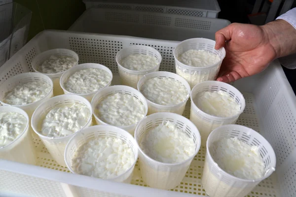 Peynir üretim süreci — Stok fotoğraf