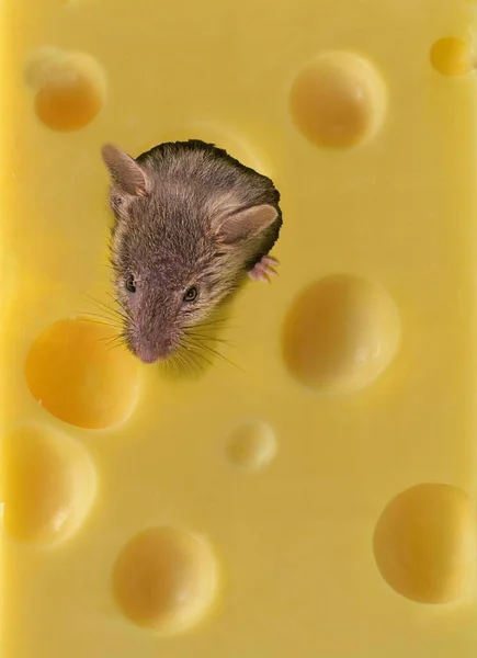 Мишка Дивиться Через Отвір Сиру — стокове фото