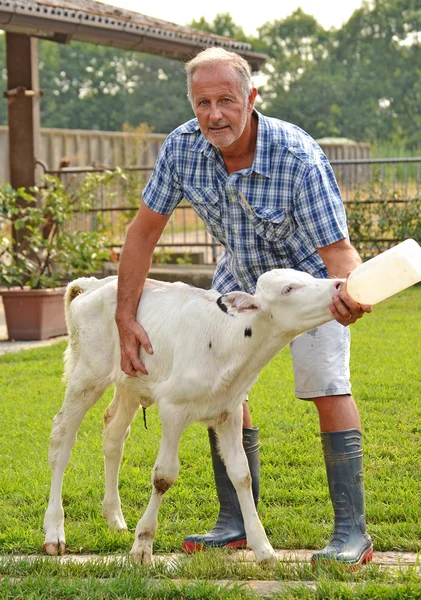Agricultor alimentando a un pequeño bebé vaca blanca — Foto de Stock