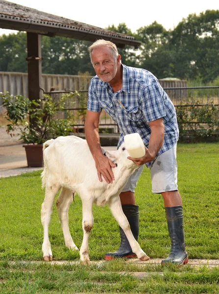 Agricoltore alimentando una piccola mucca bianca bambino — Foto Stock