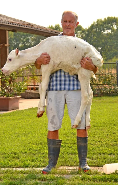 Agricultor com vaca bebé — Fotografia de Stock