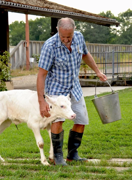 Agricultor com vaca bebé — Fotografia de Stock