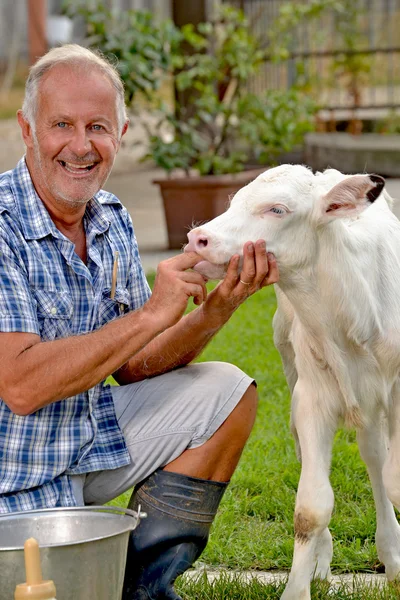 Agricultor com vaca bebé — Fotografia de Stock