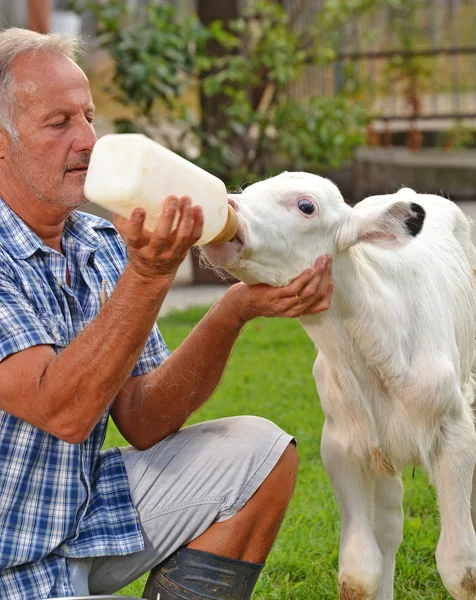 Agricultor alimentando a un pequeño bebé vaca blanca — Foto de Stock