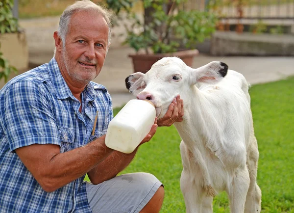 Agricultor alimentando um bebezinho vaca branca — Fotografia de Stock