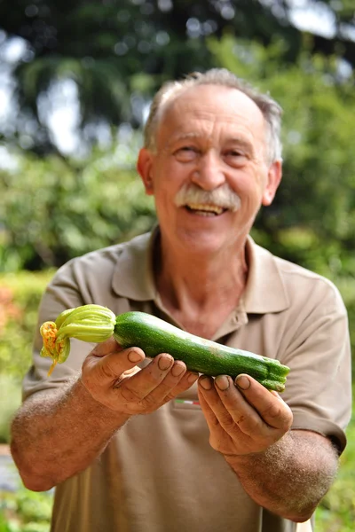 Agricultor sosteniendo calabacín fresco — Foto de Stock