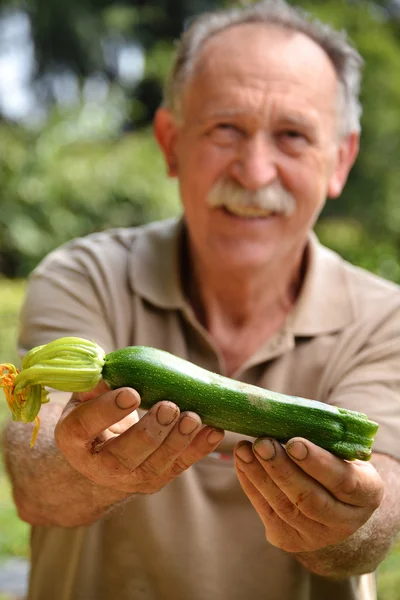 Jordfräs anläggning färsk zucchini — Stockfoto