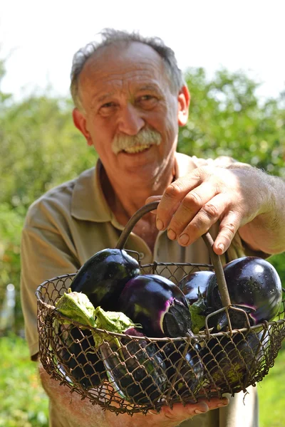 Çiftçi holding patlıcan sepeti — Stok fotoğraf