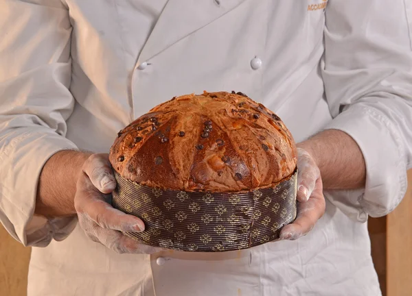Baker panettone ekmek tutan. — Stok fotoğraf