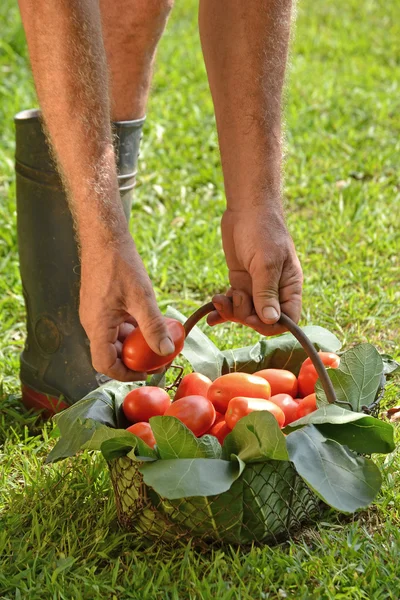 Boer handen snijden tomaat verzamelen — Stockfoto